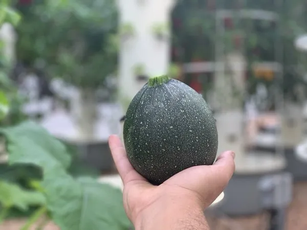 tower-garden-zucchini-round