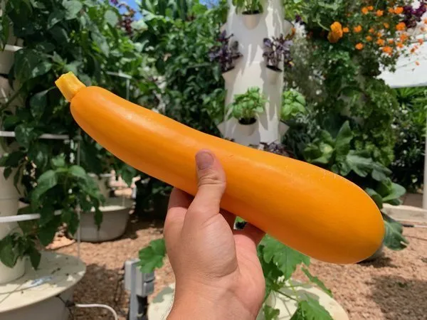 tower-garden-zucchini-yellow