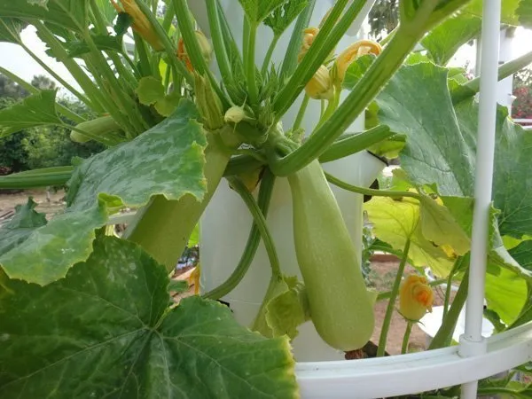 tower-garden-zuccini-white