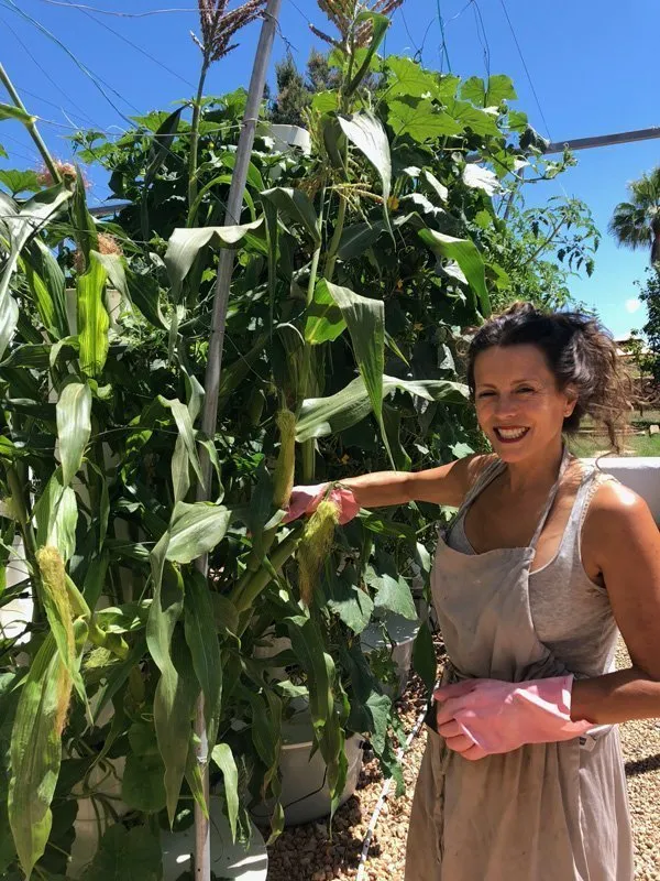 vertical-farming-corn