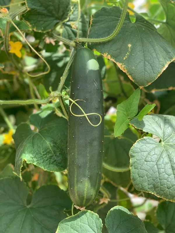 vertical-farming-cucumbers