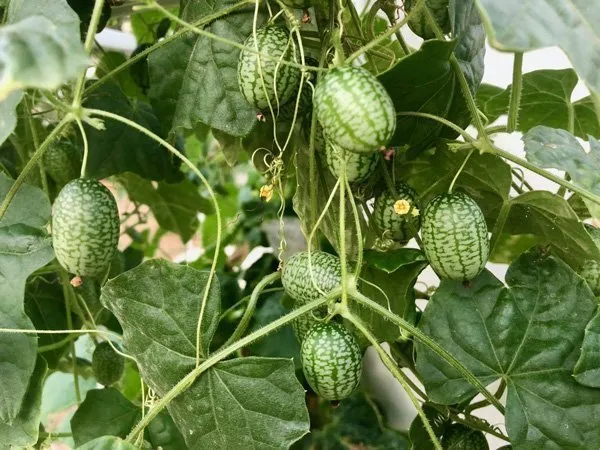 vertical-farming-cucumelons