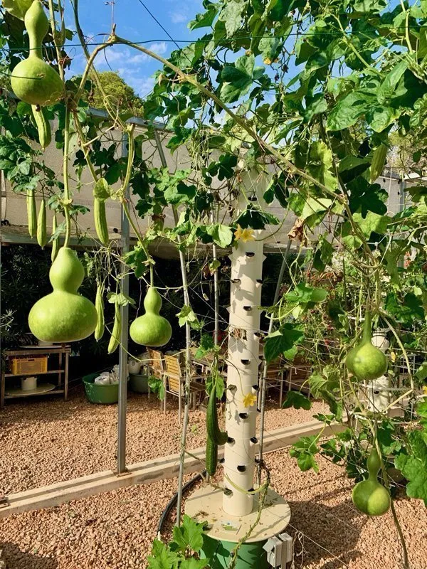 vertical-farming-gourds