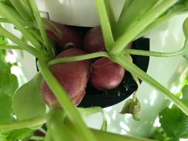 vertical-farming-radish
