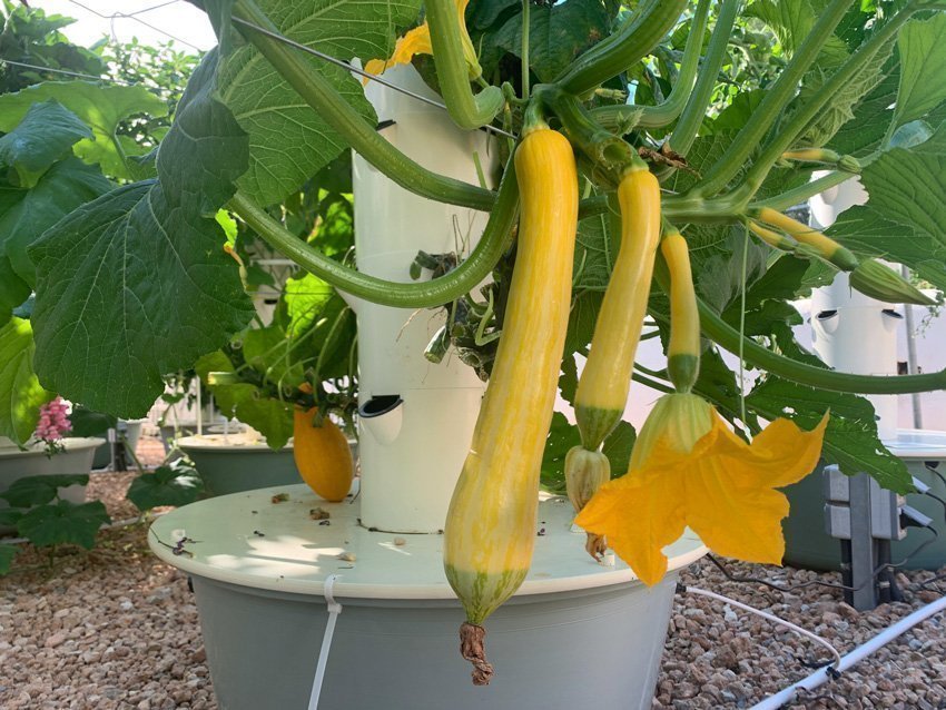 zephyr-zucchini-tower-garden-800