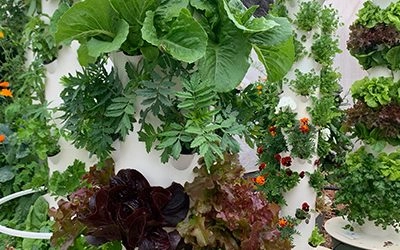 Is Tower Garden a Hydroponic Tower?