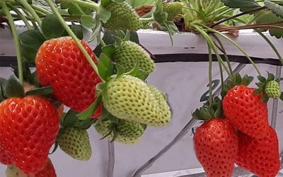 Indoor Strawberry Vertical Farms