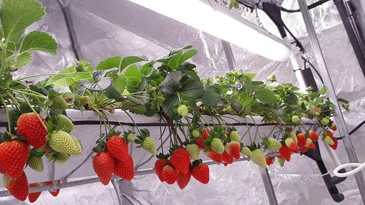 strawberry-vertical-farms