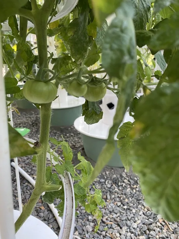 aeroponic-tomatoes-africa