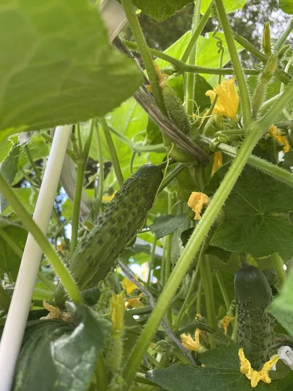 hydroponic-cucumbers-africa