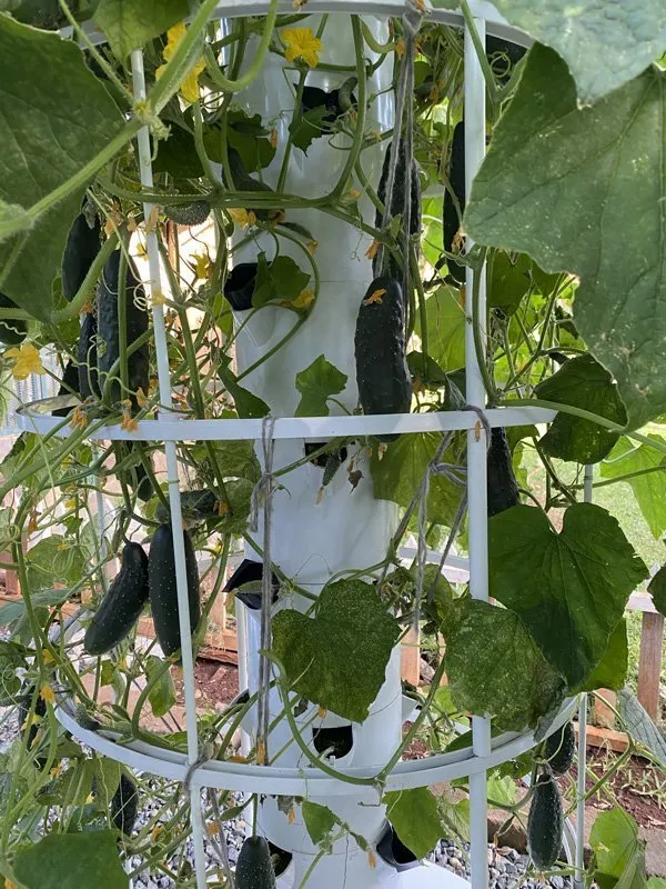 hydroponic-cucumbers-kenya