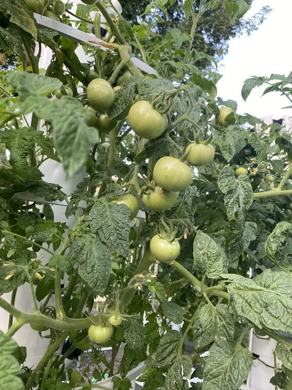 hydroponic-tomato-africa