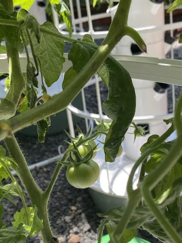 hydroponic-tomatoes-africa