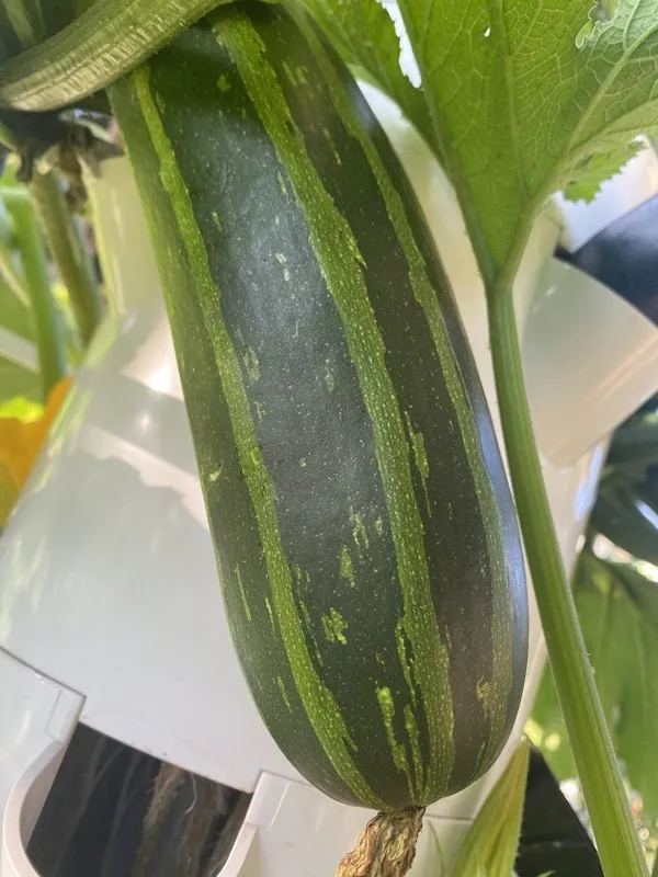 hydroponic-zucchini-africa