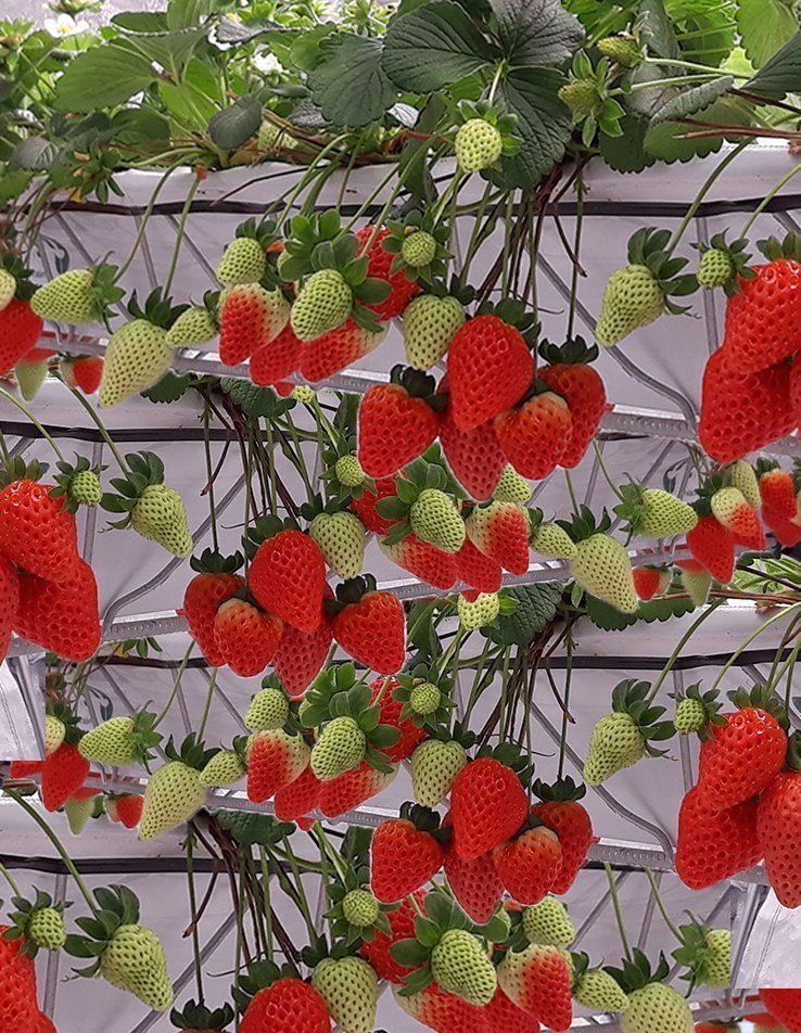 strawberry-vertical