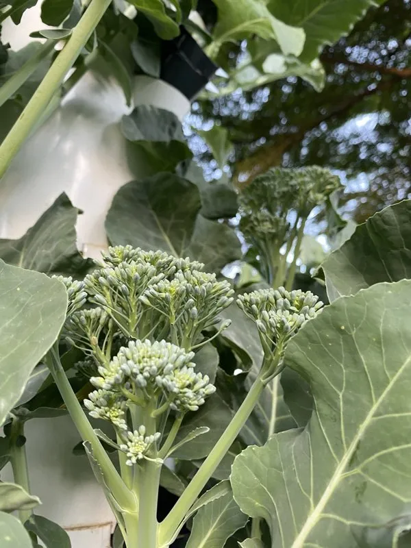tower-garden-kenya
