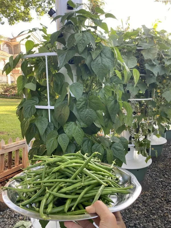 tower-garden-vertical-hydroponics