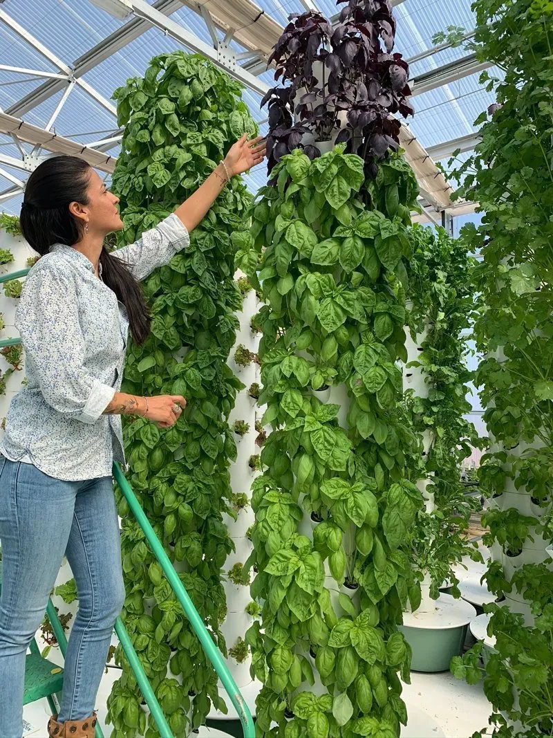 aeroponic-farm-yields-aeroponics