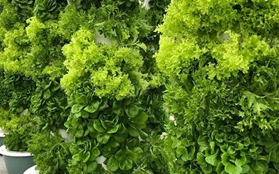 Crop Yield of a Tower Farm