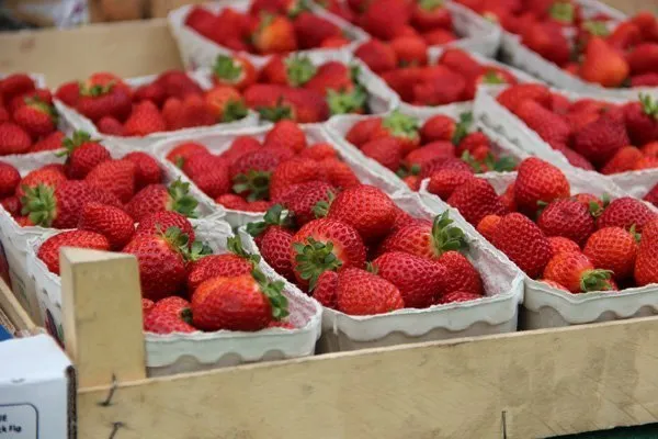 hydroponic-strawberries