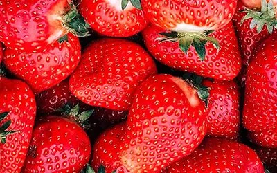 Hydroponic Strawberry Urban Farming