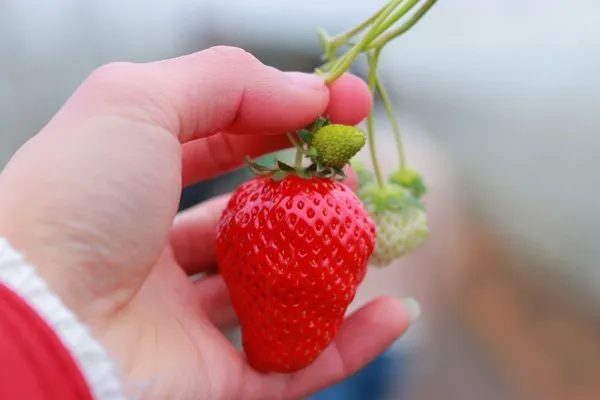 strawberry-harvest