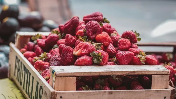 strawberry-hydroponic-cultivation