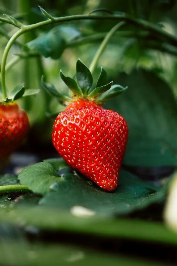vertical-farming-strawberries