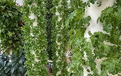 Visiting Agrotonomy Tower Farms in Ibiza, Spain