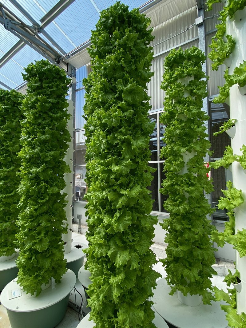 batavia-lettuce-tower-garden