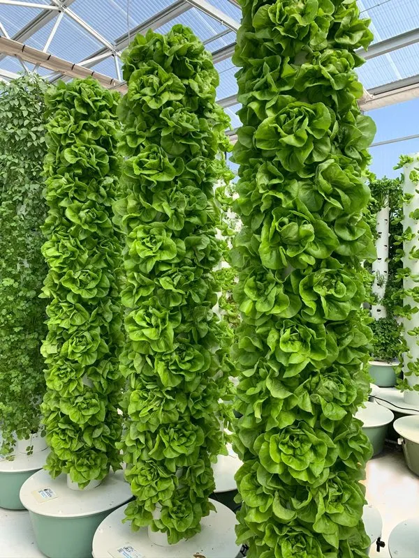 butter-head-lettuce-hydroponics