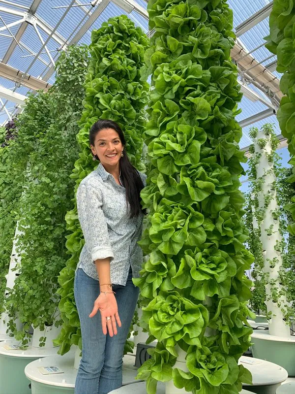 butterhead-lettuce-tower-garden