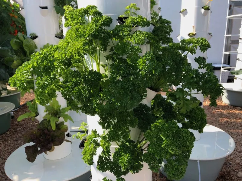 curly-parsley-tower-garden