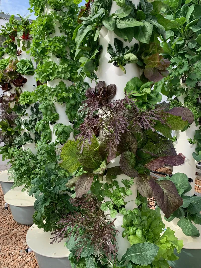growing-crops-on-a-tower-garden