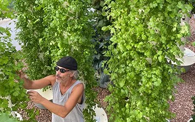 Top 10 Herbs to Grow in the Tower Garden