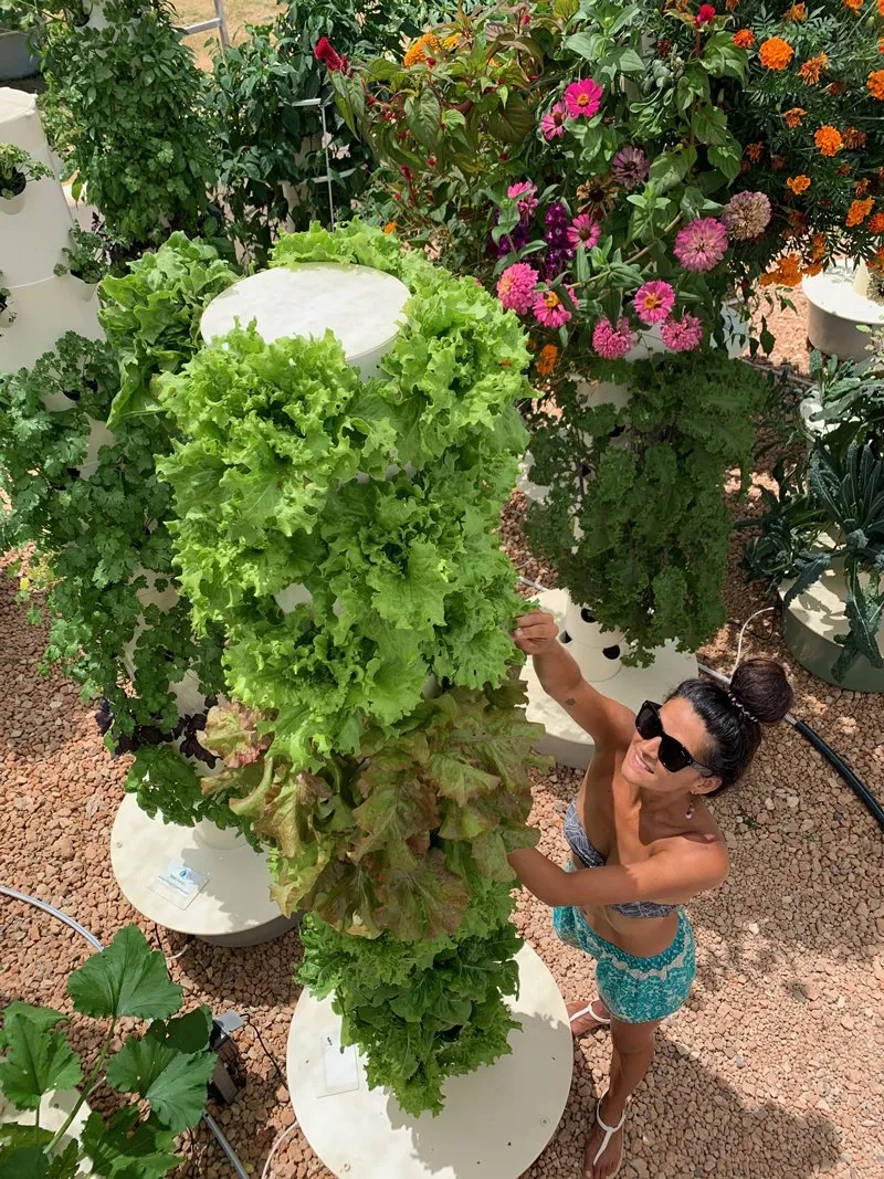 lettuces-growing-hydroponics