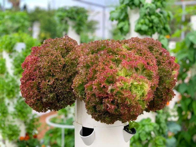 lolla-rossa-letuce-tower-garden