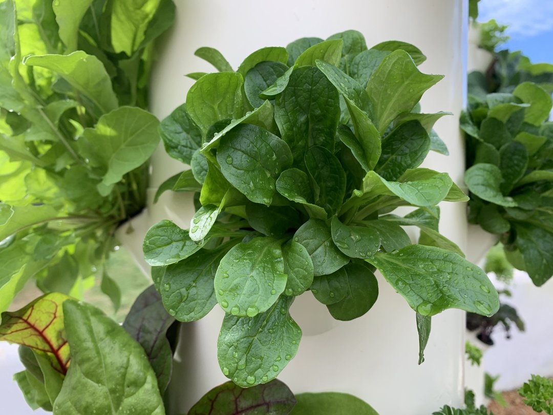 mache-hydroponics-tower-garden