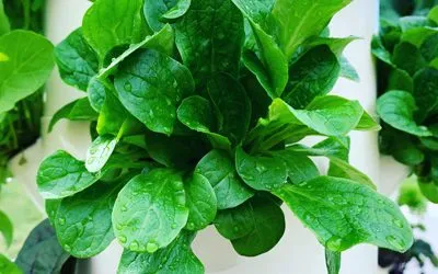 Can You Grow Mâche in a Tower Garden?