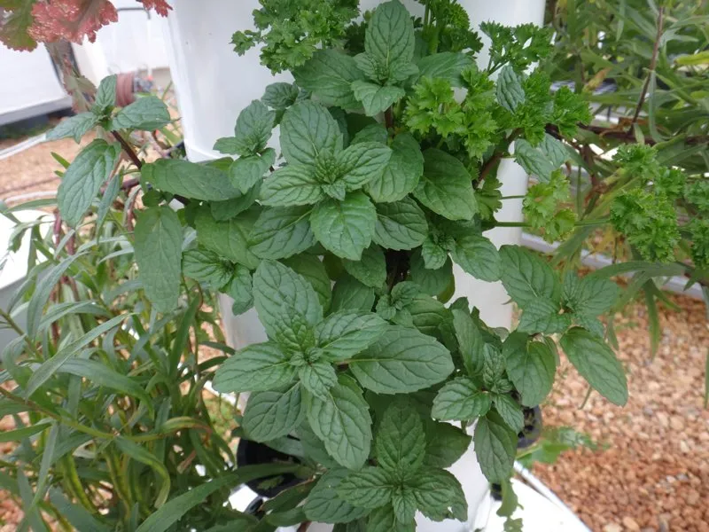 mint-grown-tower-garden