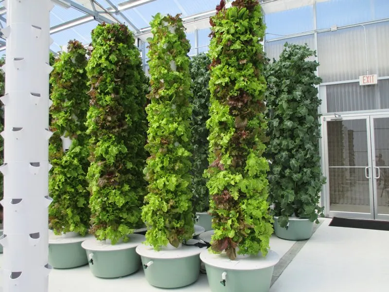 mixed-loose-leaf-lettuce-tower-garden