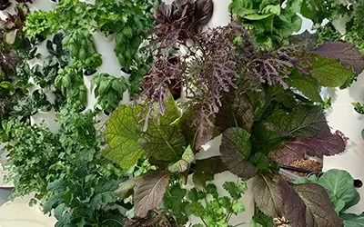 Can You Grow Multiple Varieties of Crops on One Tower Garden?