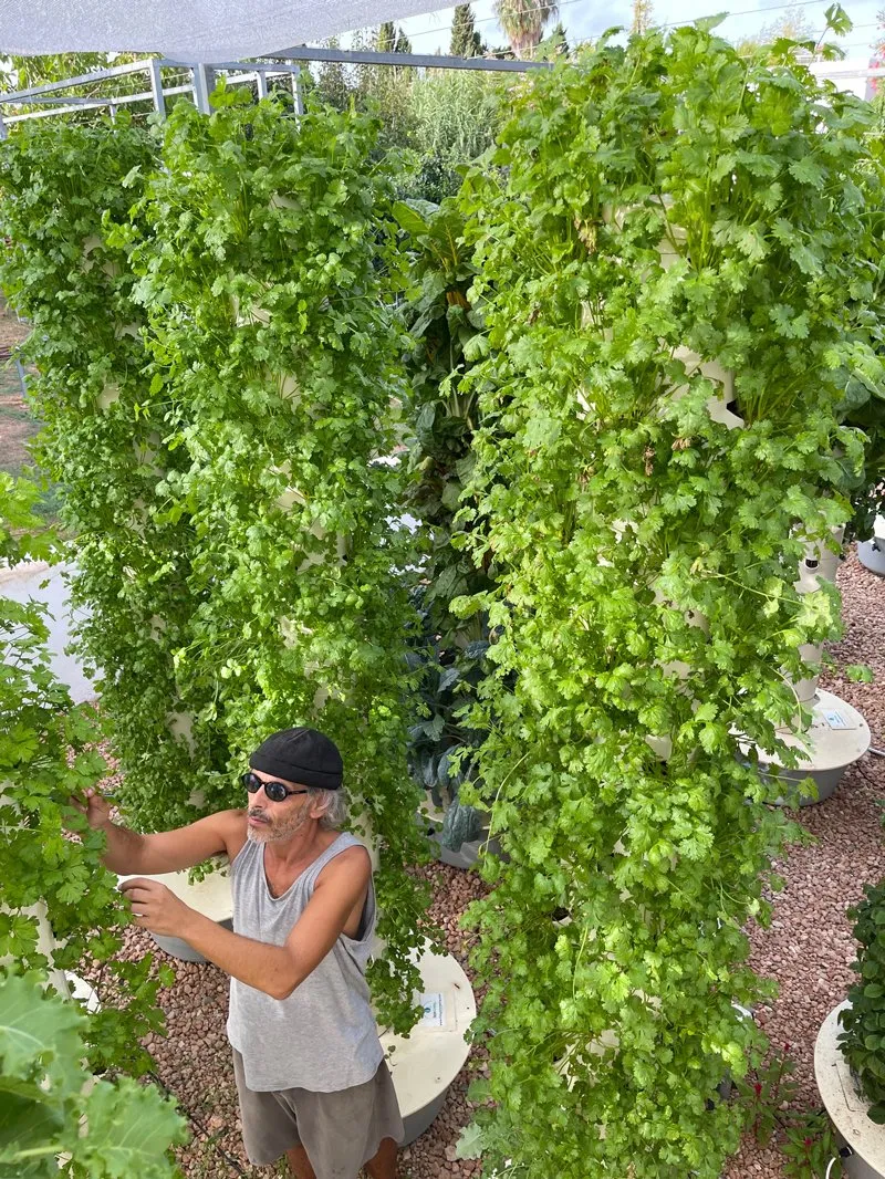 tower-garden-cilantro-herbs
