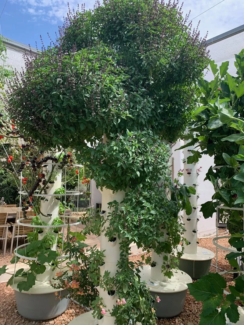 tower-garden-thai-basil-herbs