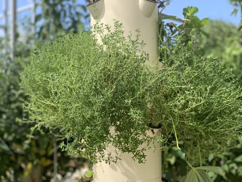 tower-garden-thyme