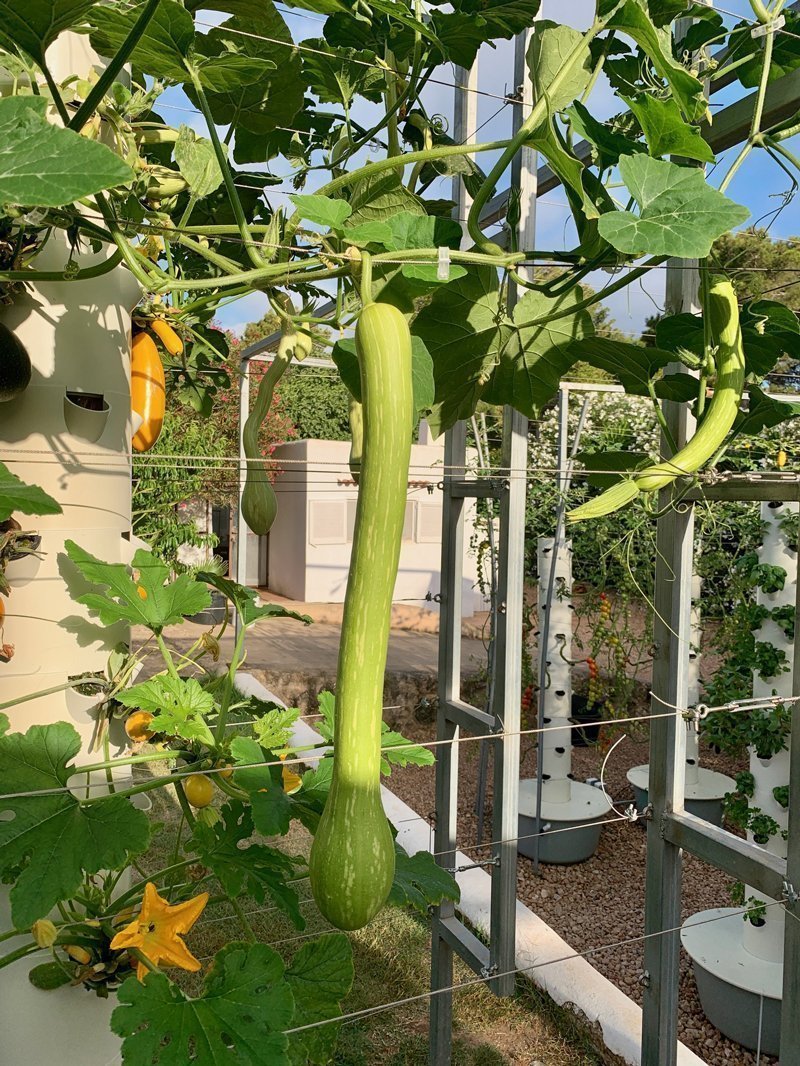 tromboncino-squash-hydroponics