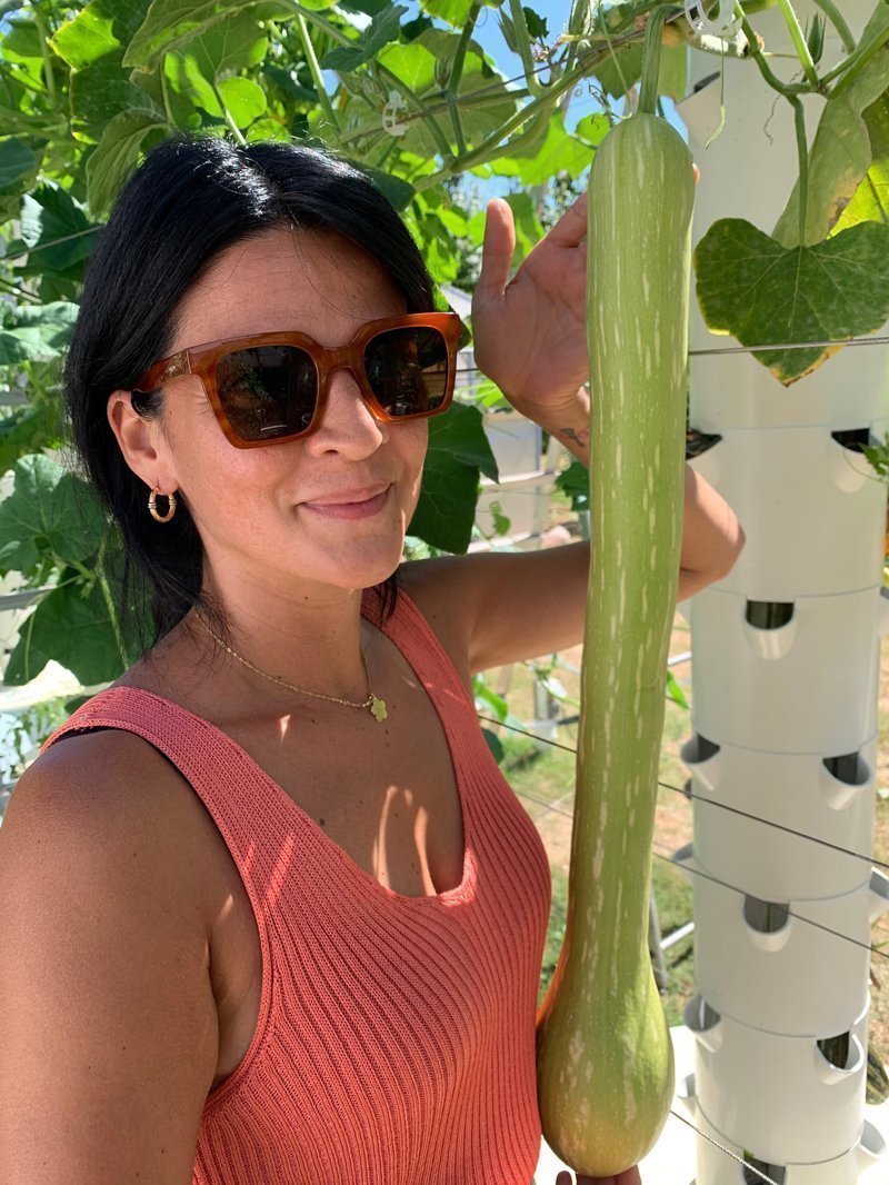 tromboncino-squash-vertical-farming