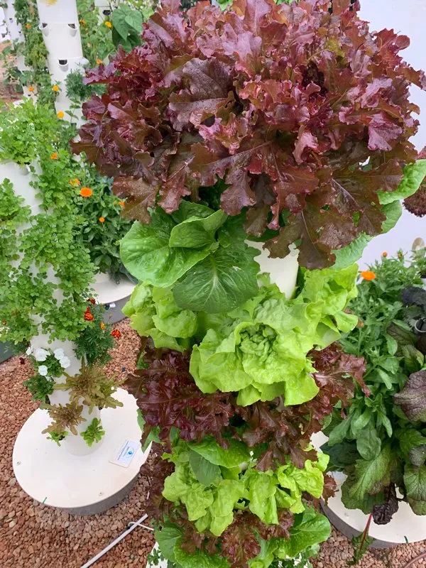 vertical-farming-lettuce-.jpg