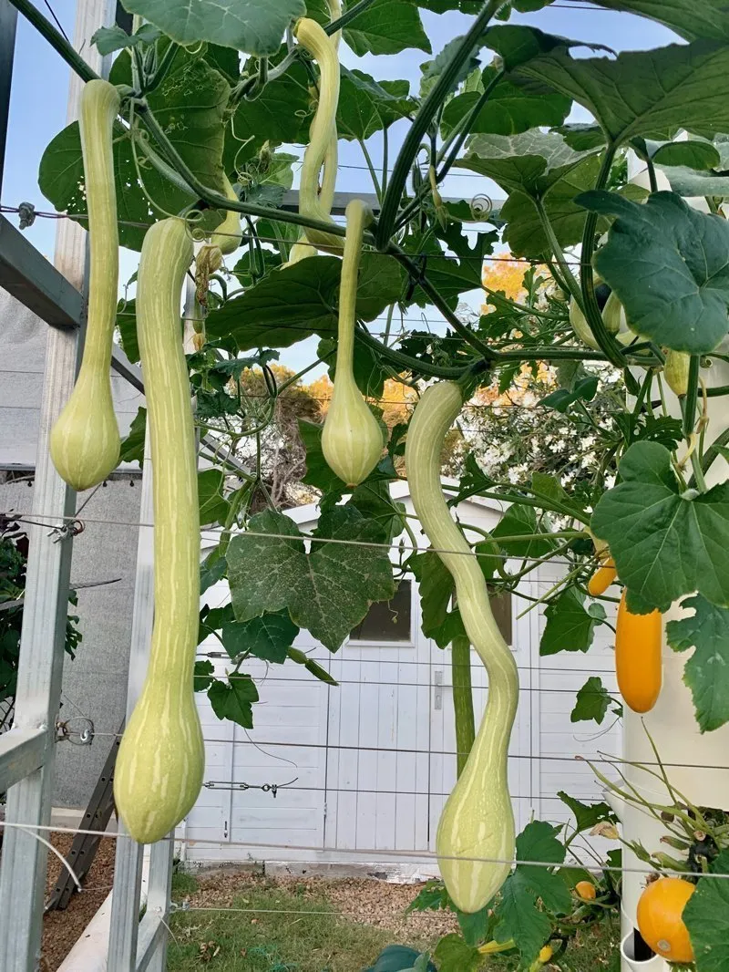 vertical-farming-tromboncino-squash