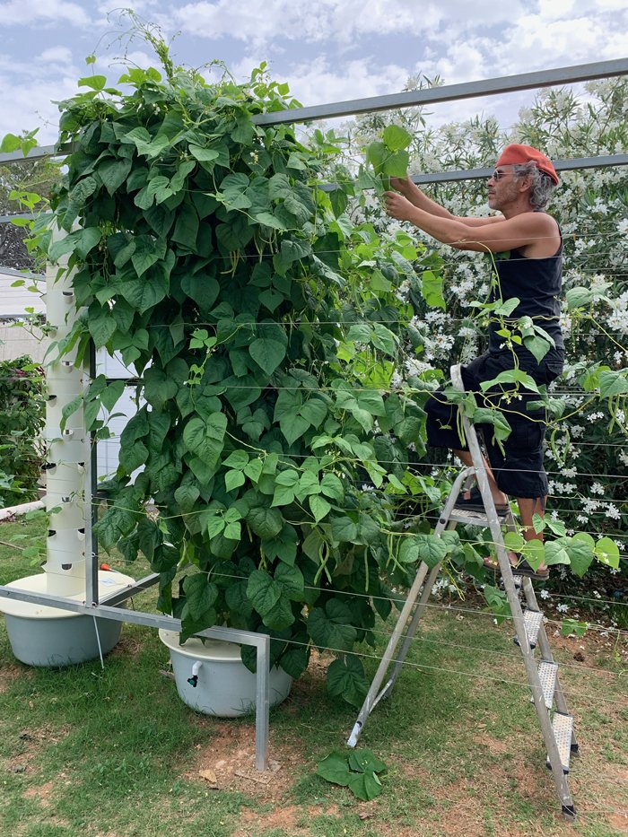 bush-beans-on-a-tower-garden